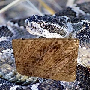 Snake skin zipper pouch